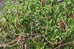 Pogoniulus chrysoconus