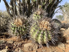 Copiapoa montana