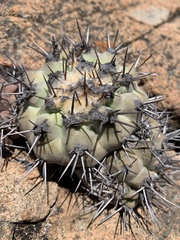 Copiapoa montana