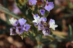 Limonium sinuatum