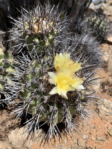 Copiapoa montana