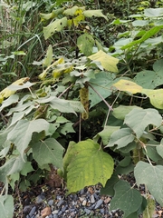 Mallotus apelta