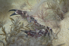 Nectocarcinus