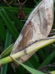 Anabolia
