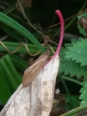 Anabolia