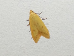 Aeolothapsa malacella