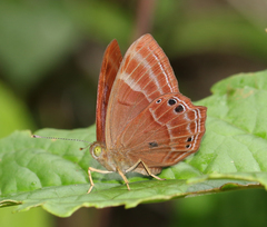 Abisara bifasciata suffusa