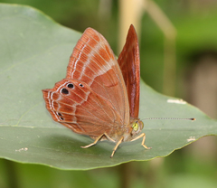 Abisara bifasciata suffusa