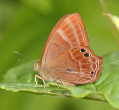 Abisara bifasciata suffusa