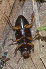 Selenophorus palliatus