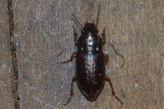 Selenophorus palliatus