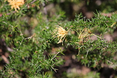 Grevillea juniperina