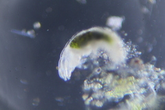 Eutardigrada