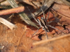 Pardosa