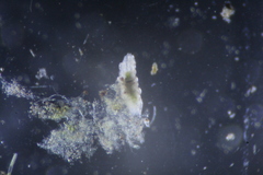 Eutardigrada