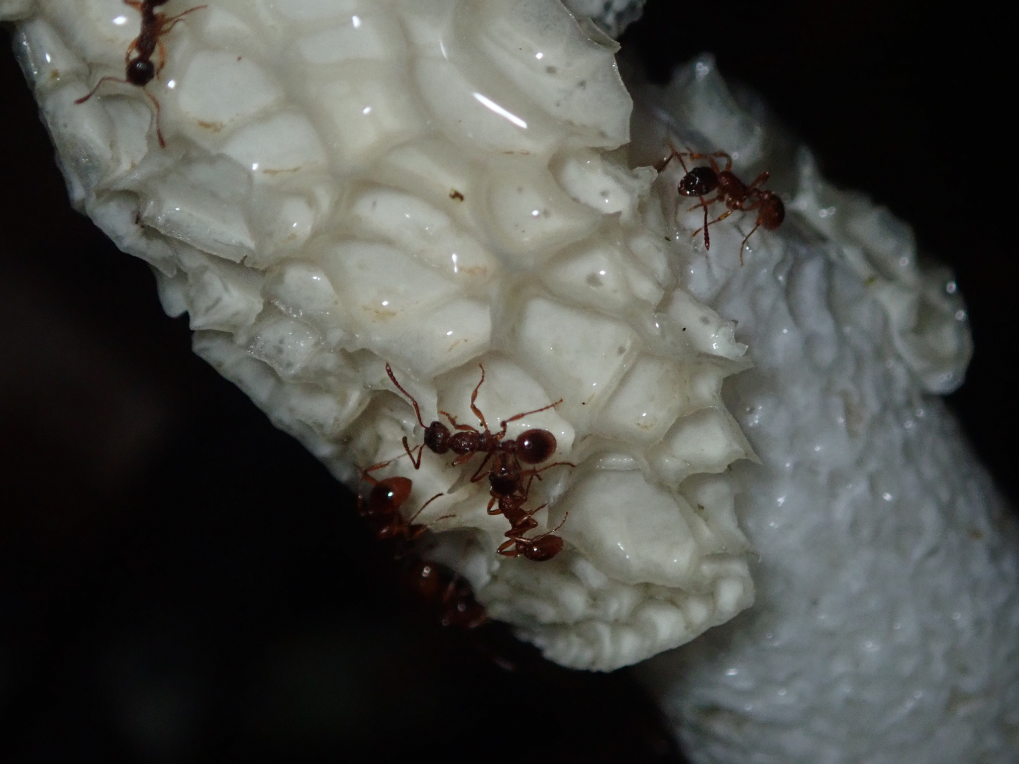 Myrmica rubra