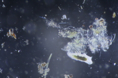 Eutardigrada