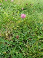 Trifolium pratense