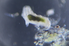 Eutardigrada