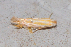 Bucculatrix longula