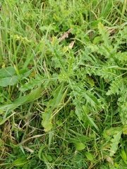 Cirsium arvense