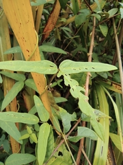Glycine max soja