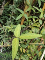 Glycine max soja