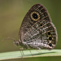 Ypthima huebneri