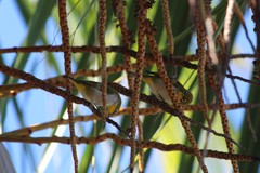 Zosterops maderaspatanus