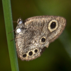Ypthima huebneri