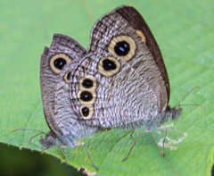 Ypthima huebneri