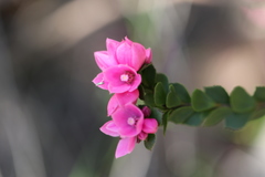 Boronia serrulata