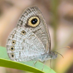 Ypthima huebneri