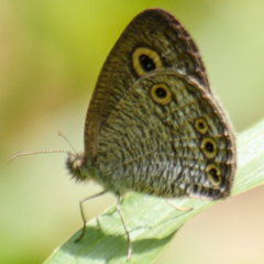 Ypthima huebneri