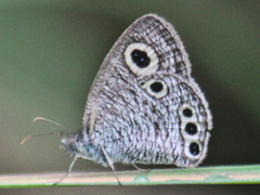 Ypthima huebneri