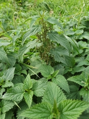 Urtica dioica