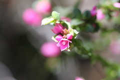 Boronia serrulata