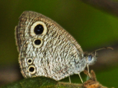 Ypthima huebneri