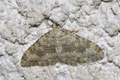 Coenotephria ablutaria