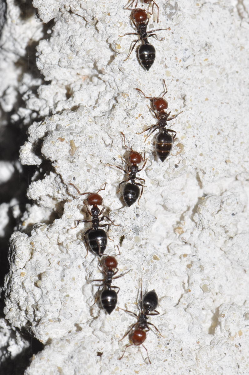 Crematogaster scutellaris
