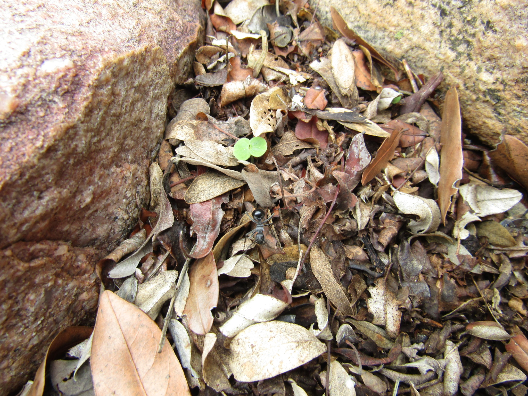 Polyrhachis gagates