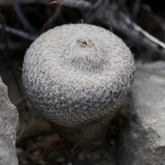 Epithelantha bokei
