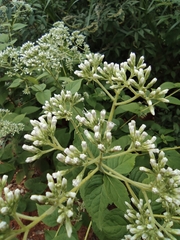 Eupatorium chinense