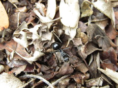 Polyrhachis gagates