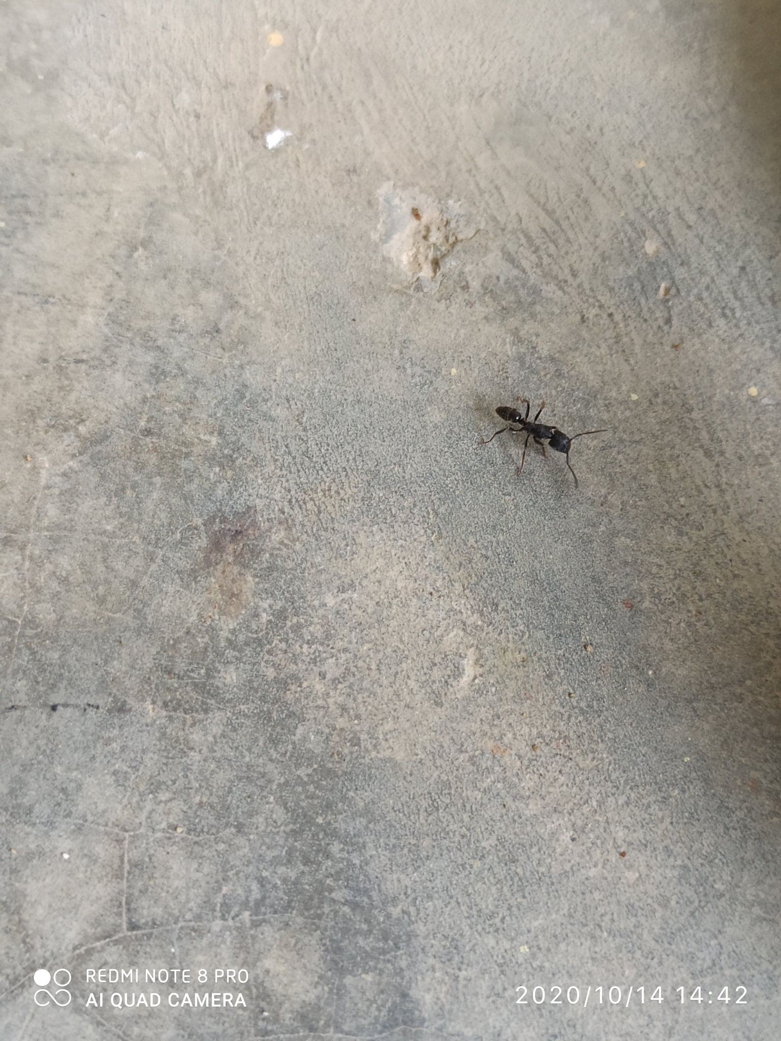 Odontoponera