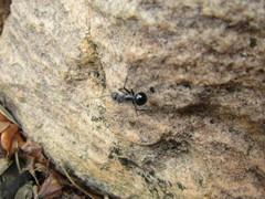 Polyrhachis gagates