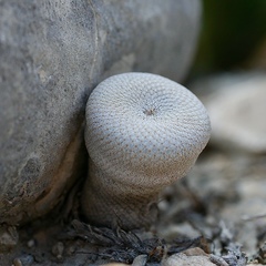 Epithelantha bokei