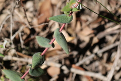 Leucopogon amplexicaulis