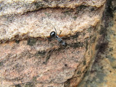 Polyrhachis gagates