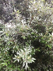 Quercus ilex